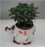 上海幸福樹植物租賃服務 價格、圖片與詳情一覽