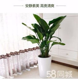 綠植租賃、花卉租擺與小區園林綠化 設計、施工與養護一體化服務